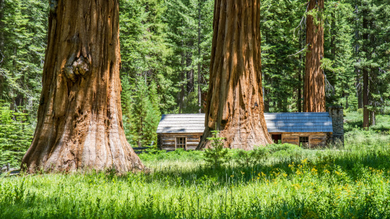 Mariposa grove of Giant Sequoia trees in Yosemite national park, California