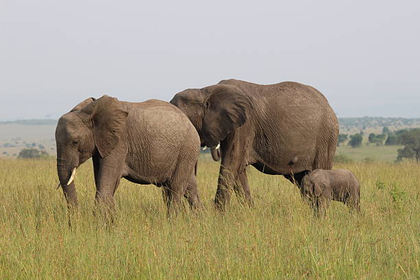 It is an African elephant walking in the savannah of Masai Mara National Reserve, Kenya.