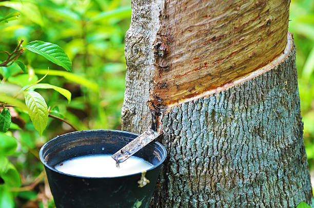 látex de caucho recopilados en bowl - rubber fotografías e imágenes de stock