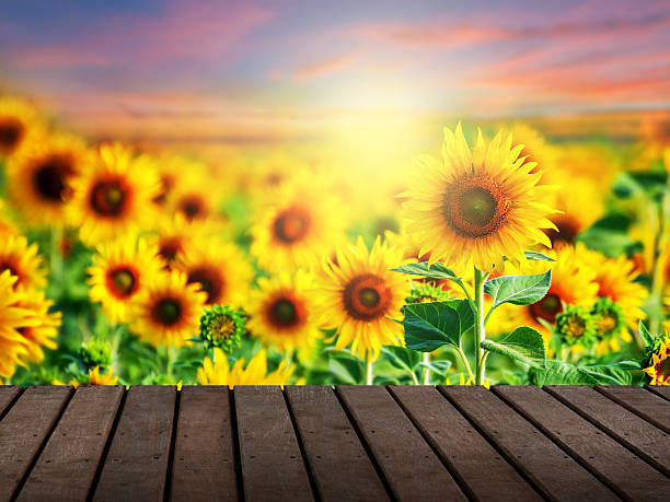 istock wood terrace and sunflower field 480692243