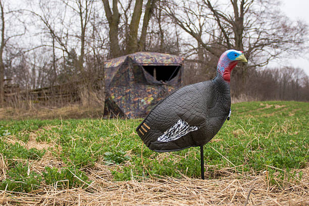 Turkey Hunting Turkey Hunting hunting decoy photos stock pictures, royalty-free photos & images