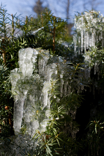 Ice on Pine Tree II