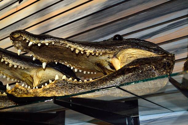istock Alligator Heads for Sale! -Close-Up 480694990