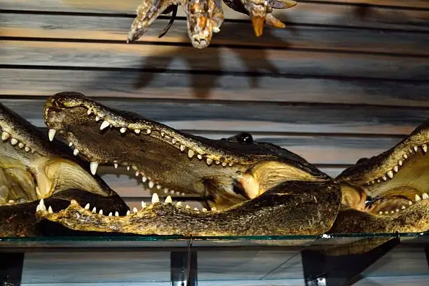 Shelves full of alligator heads for sale in  a shop in Florida.