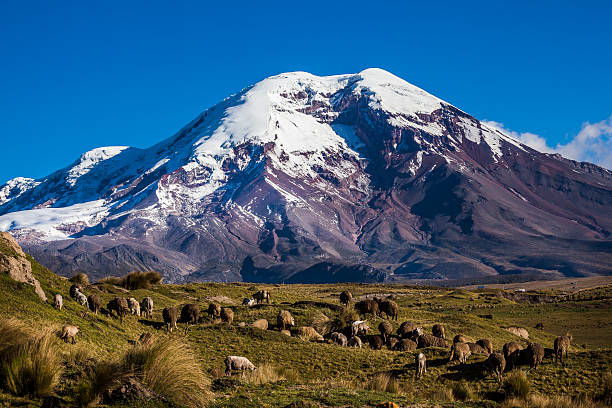 istock Chimborazo volcano and sheep 480695960