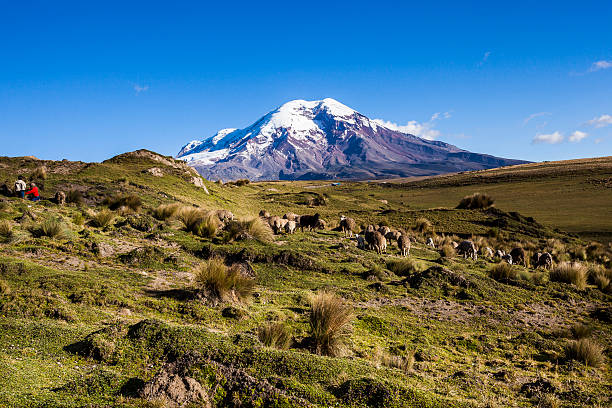 istock Chimborazo volcano and sheep 480696356