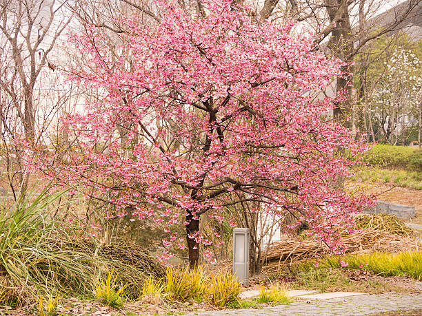Spring flowers series, Beautiful Cherry blossom , pink sakura flowers and trees