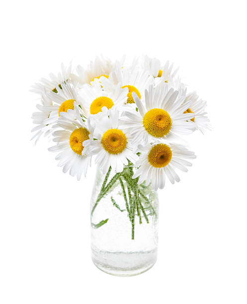 istock Bouquet of daisies 480697691