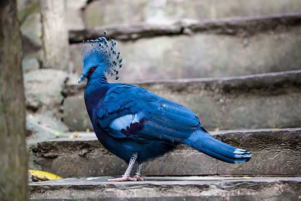 Victoria crowned pigeon. Exotic Bird Goura Victoria