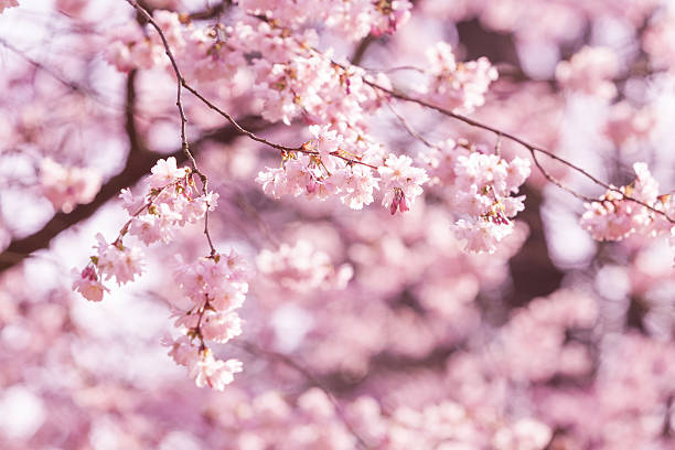 istock Beautiful Cherry blossom , pink sakura flower 480698297