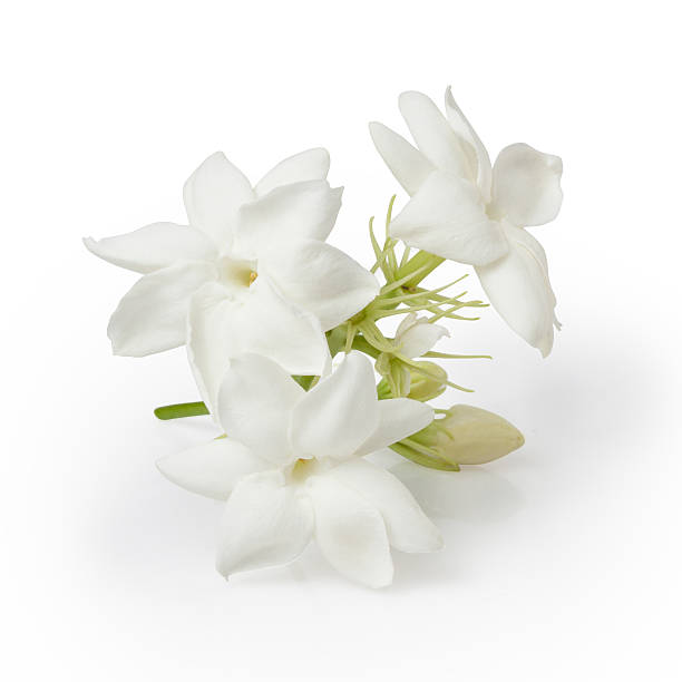 istock Jasmine Flower isolated on white background 480699012