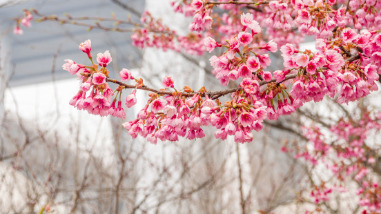 Spring flowers series, Beautiful Cherry blossom , pink sakura flowers and trees