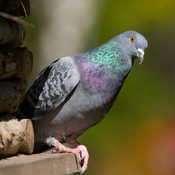 istock portrait of pigeon 480699200