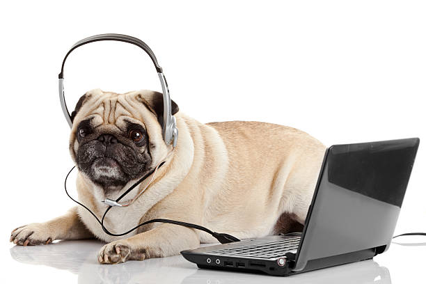 istock call center agent.  pug dog telephone operator 480701993