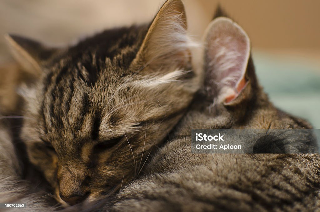 Dos gatos Abrazarse Monada - Foto de stock de Abrazar libre de derechos