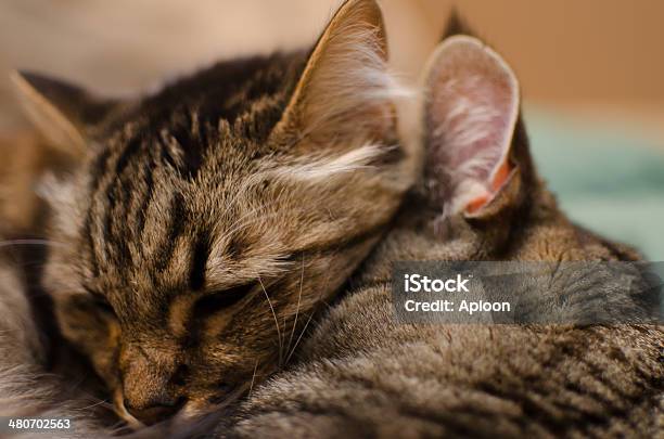 Dos Gatos Abrazarse Monada Foto de stock y más banco de imágenes de Abrazar - Abrazar, Acostado, Al lado de