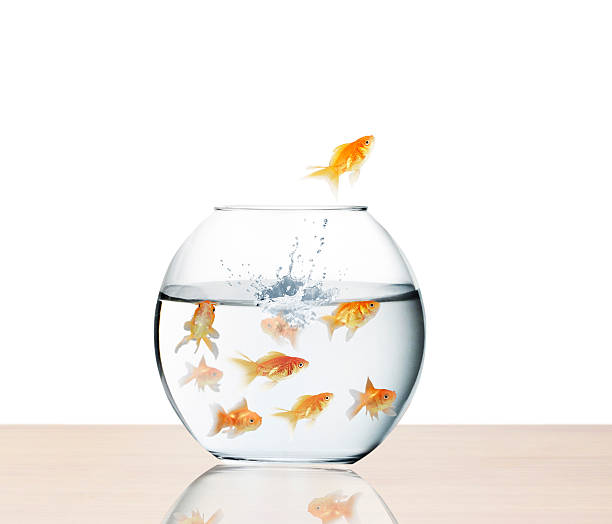 istock goldfish jumping out of  water 480704469