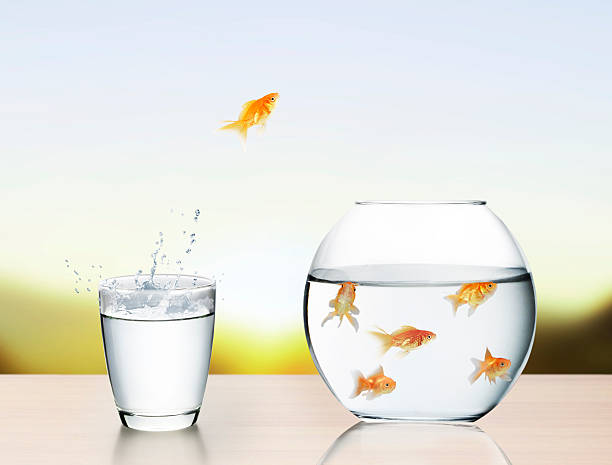 istock goldfish jumping out of  water 480704697