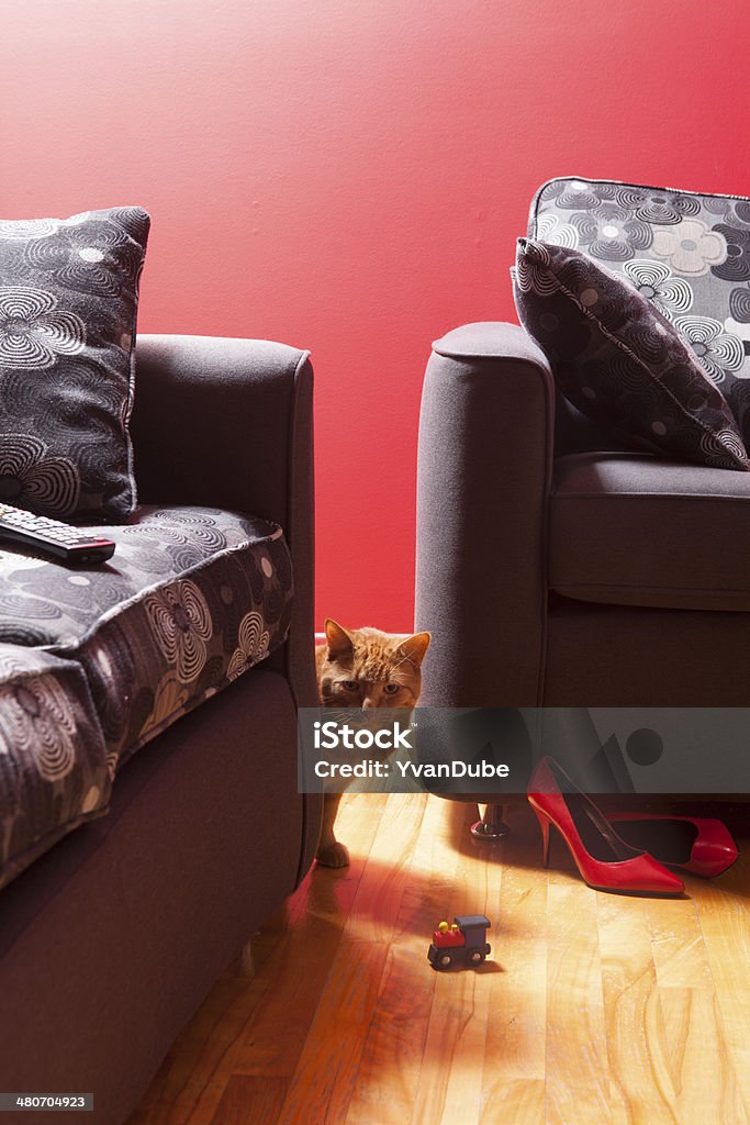 domestic life cat in liveng room Color Image Stock Photo