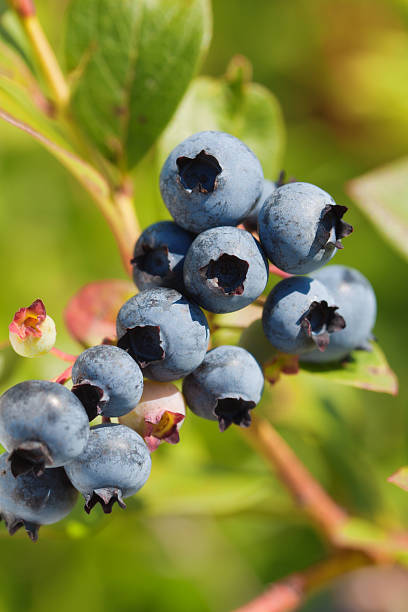 istock Rippened Blueberries on the Vine Close-up Vertical 480704971