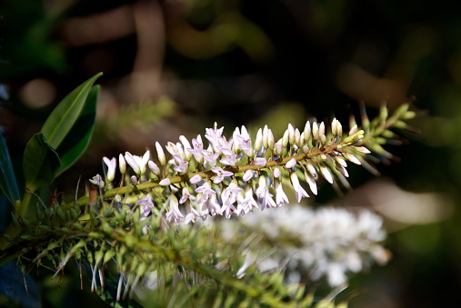 The Hebe is a plant mostly native to New Zealand. Of roughly 100 species world-wide, New Zealand has 80.