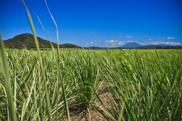 istock Green field by far away mountains 480705548