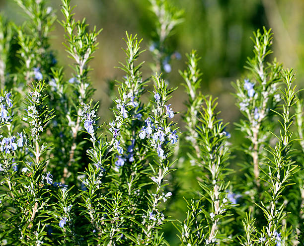 istock Blossoming Rosemary plant 480708916