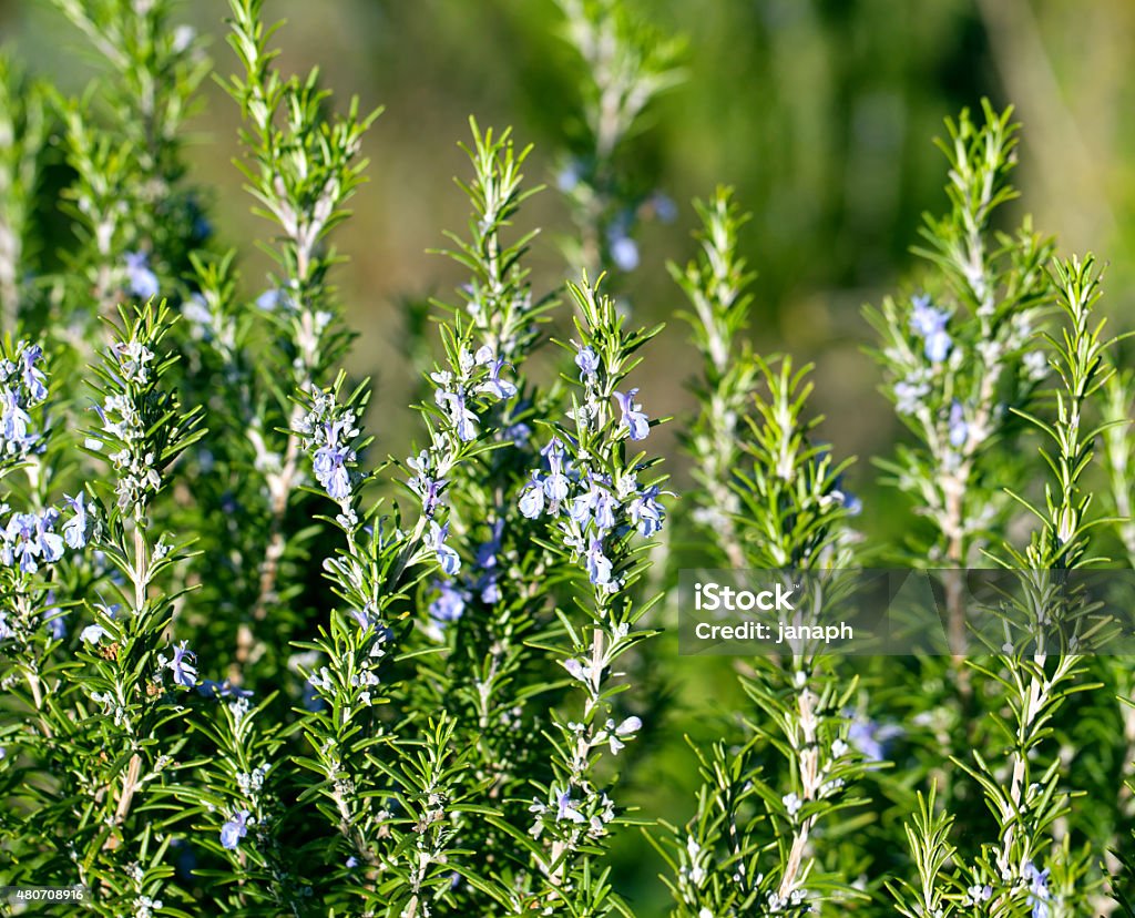 Blossoming Rosemary plant Rosemary Stock Photo