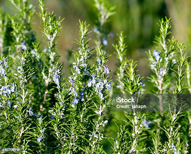 Blossoming Rosemary Plant Stock Photo - Download Image Now - Rosemary, Blue, Tuscany