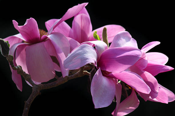 モクレンの花のようなピンクの花びらガーデンの背景に黒色 - magnolia pink flower isolated ストックフォトと画像