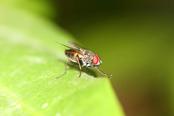 fly macro stock photo