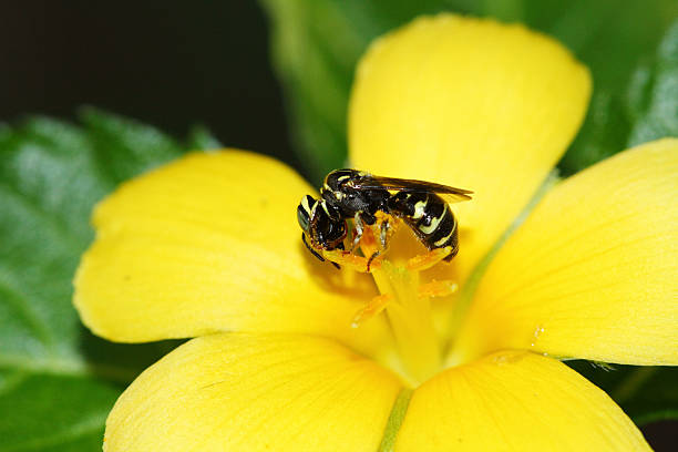 Bee on sage rose stock photo