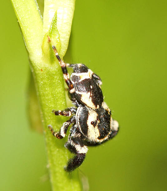 Jumping Spider stock photo