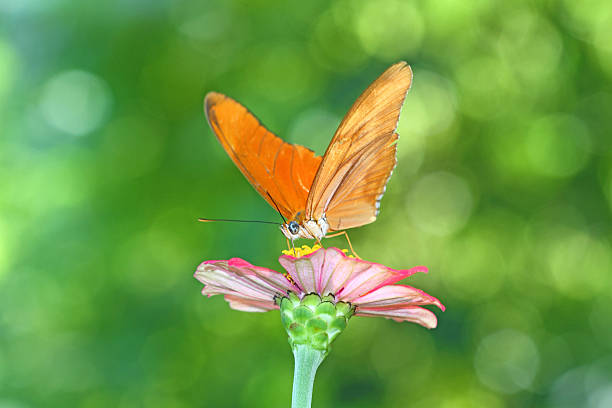 Julia Butterfly stock photo