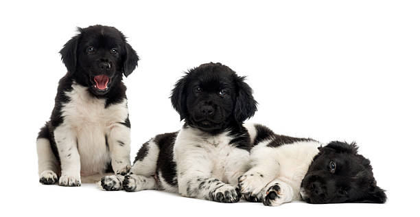 istock Group of Stabyhoun puppies resting in a row 480713069