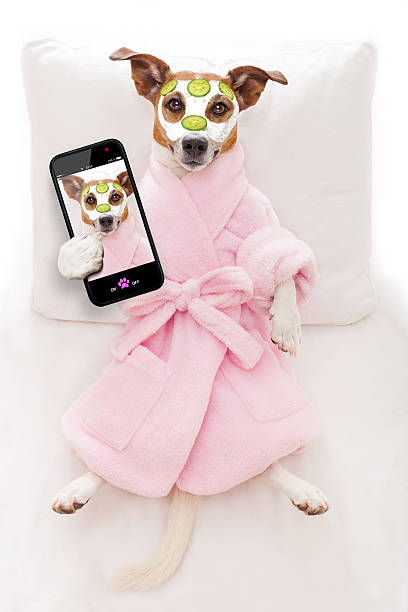 istock dog spa wellness 480713600