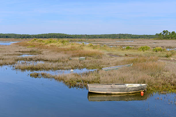 istock Marshes in the Bay of Arcachon 480714026