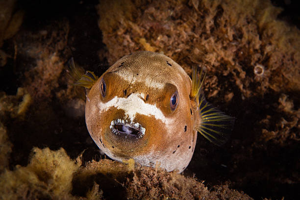 Dog-faced puffer (Arothron nigropunctatus), front view. Blackspotted puffer, also known as dog-faced puffer (Arothron nigropunctatus), of Tetraodontidae family. Front view, mouth open, focus on the eyes, on a dark brown background. Photo taken in Amed, Bali, Indonesia arothron nigropunctatus stock pictures, royalty-free photos & images