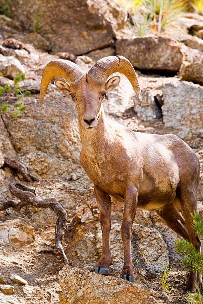 istock Bighorn Sheep in the San Isabel National Forest 480714178