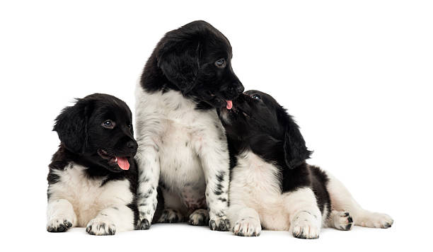 istock Group of Stabyhoun puppies cuddling 480715385
