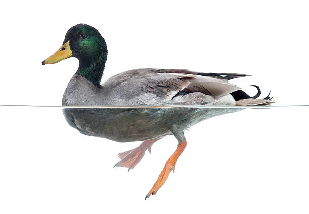 istock Mallard floating on the water, Anas platyrhynchos 480715503