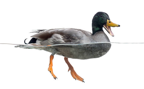 istock Mallard quacking, floating on the water, Anas platyrhynchos 480715525