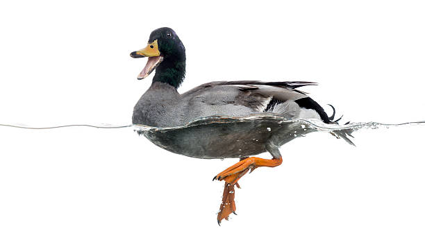 istock Mallard quacking, floating on the water, Anas platyrhynchos 480715527