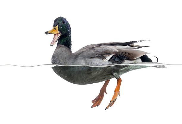 istock Mallard quacking, floating on the water, Anas platyrhynchos 480715583