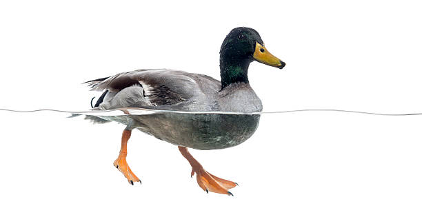 istock Mallard floating on the water, Anas platyrhynchos 480715591
