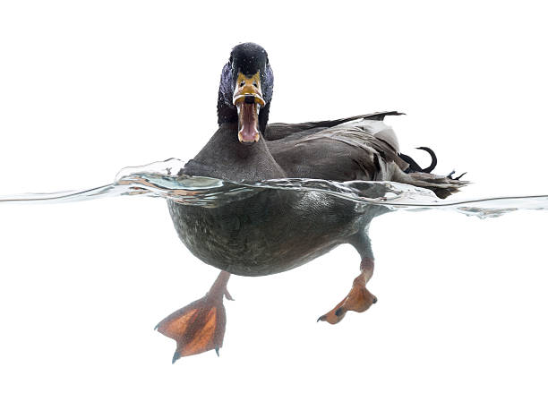 istock Mallard quacking in the water, Anas platyrhynchos 480715665