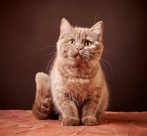 istock portrait of british kitten 480715760