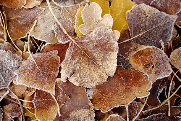 istock reddish leaves with frost crystals 480715920