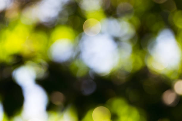 istock green bokeh foliage. natural background 480715924