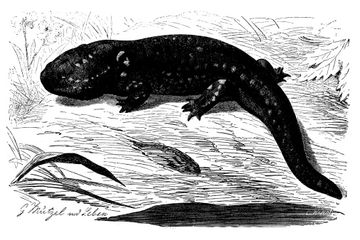 Antique illustration of tiger salamander (Ambystoma tigrinum)